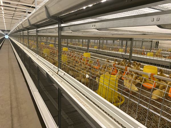 傳統肉禽籠養